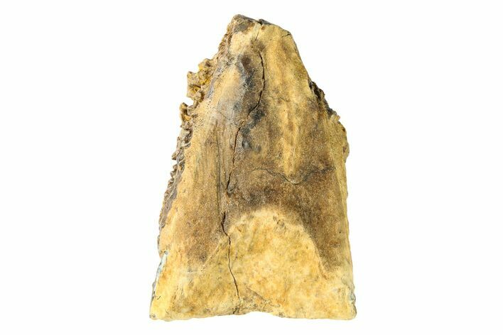 Dinosaur (Triceratops) Shed Tooth - Wyoming #284125